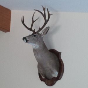 Greco Deer Mounted