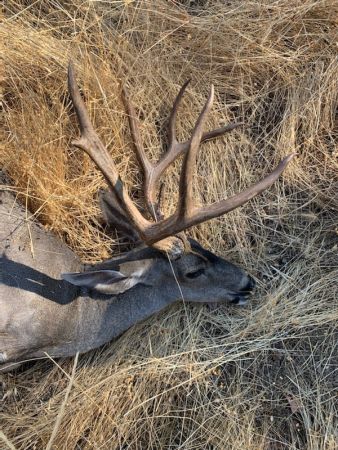 tony petruzzella r r ranch deer2 3x3 25wx19h aug13 tony petruzzella r r ranch deer2 3x3 25wx19h aug13