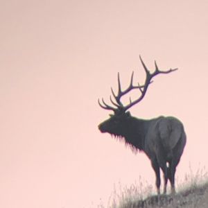 hilltop elk