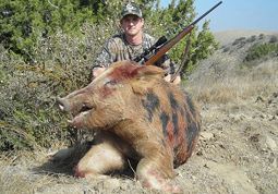 wild pig