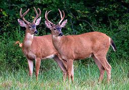 black tail deer