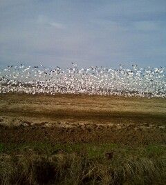 flock